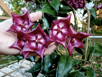 Hoya cv. Kaimuki