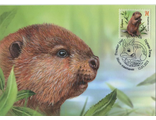 КМ. Беларусь. Детеныши зверей. Бобренок