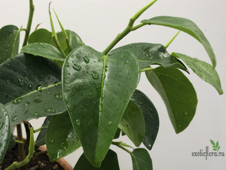 Ficus rubiginosa australis / фикус рубигиноза Аустралис