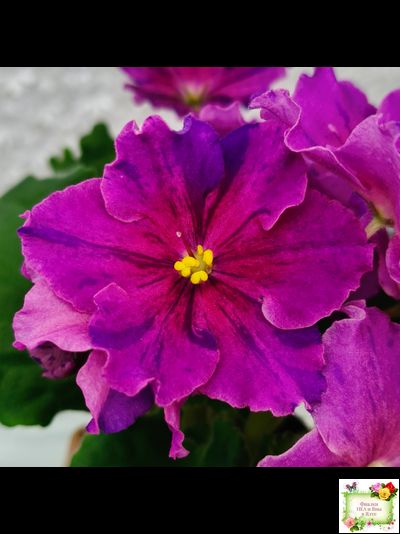 Dn-Cherchez la Femme (Д. Денисенко) 2020 г.