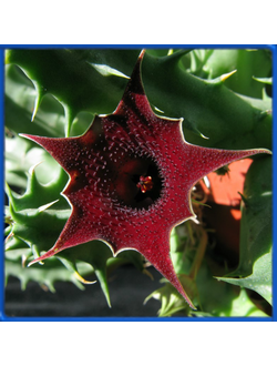 Huernia keniensis