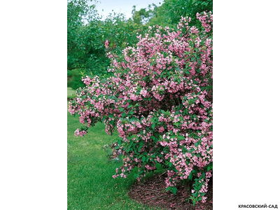 Вейгела цветущая Пинк Принцесс фото в саду красовский-сад.рф