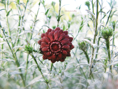 Кольцо-цветок "Рассветный Зачаровник"