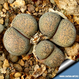 Lithops terricolor C346 (MG-1731.57) - 10 семян