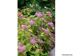 Спирея японская Дабл Плей Биг Бонг купить на сайте красовский-сад.рф