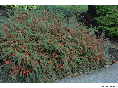 Кизильник горизонтальный - Horizontalis