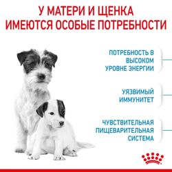 Royal Canin (Роял Канин) Mini Starter Сухой корм для щенков мелких пород до 2 мес, 1 кг