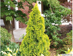 Голден Смарагд купить - Красовский-Сад.рф