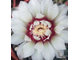 Gymnocalycium multiflorum