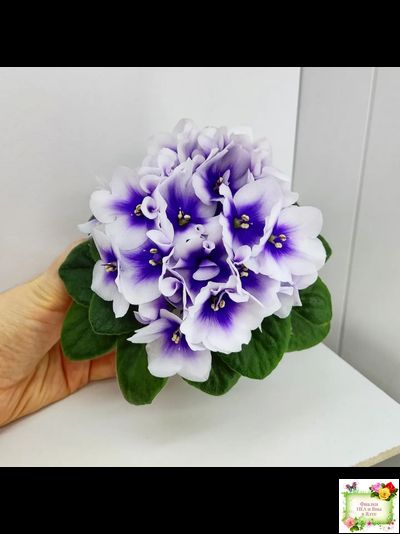 ЛЕ-Мятная Прохлада (Е. Лебецкая) 2019 г.