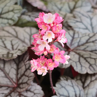 Гейхера гибридная "Милан"