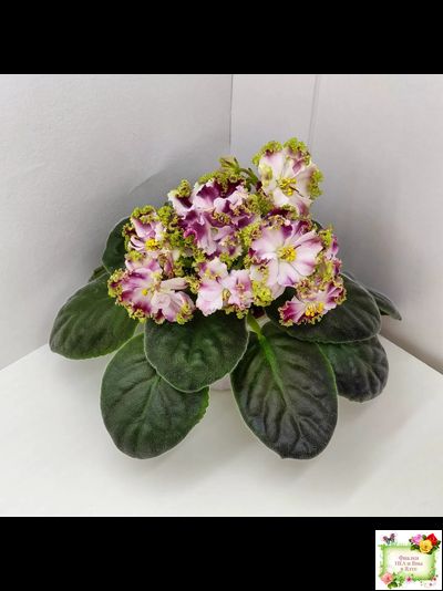 КО-Петушок Золотой Гребешок (О. Кособокова) 2016