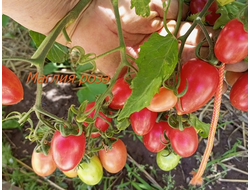 Томат Маглия роза (Maglia rosa)