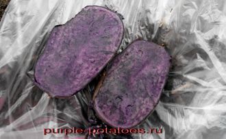 Дикий картофель Solanum rybinii purple