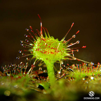 Drosera Rotundifolia | Росянка Круглолистая