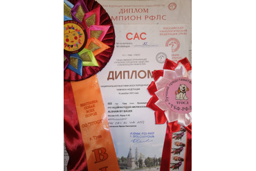 Одна из наград Чемпиона