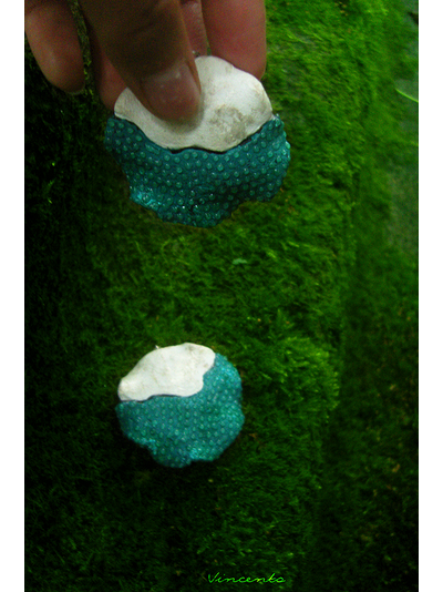 Сказки братьев Гримм. Круглые серьги в стиле фэнтези из коллекции волшебных украшений Винсенто