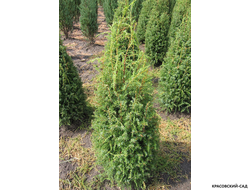 Можжевельник обыкновенный Суецика