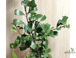 Ficus lingua triangle / Фикус Язычковый