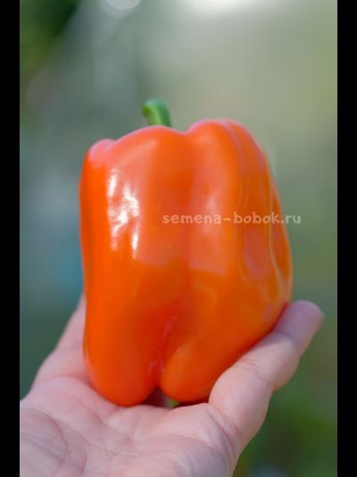 Перец сладкий Гюнстлинг, 10 шт