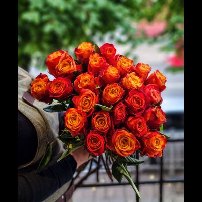 Роза Эквадор "Атомик" 50 см 25 шт