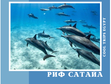 МОРСКАЯ ЭКСКУРСИЯ &quot;РИФ САТАЙА (SATAYA REEF)&quot; ИЛИ ЗАПОВЕДНИК &quot;ДЕЛЬФИНИЙ РИФ&quot; ИЗ МАРСА АЛАМ