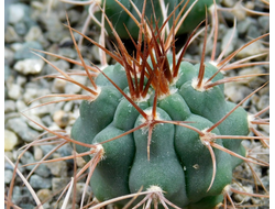 Gymnocalycium ferocior STO 94-866 ? (D=30мм)