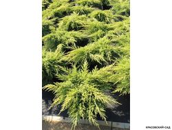 Можжевельник средний Голд Стар с доставкой по Москве в питомнике красовский-сад.рф