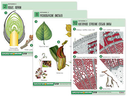 Комплект таблиц по биологии дем. "Ботаника 2" (18 табл., формат А1, лам.)