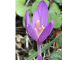 Colchicum autumnale