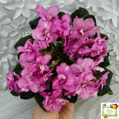 РС-Вещунья (С. Репкина) 2021 г. (клакамас с кроновой пестролистностью)