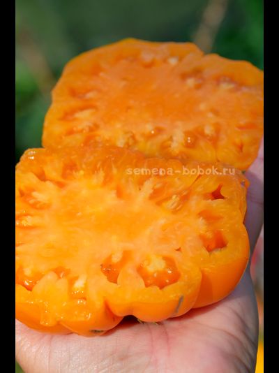 Томат Oro Giant (ОРО Гигант), 10 шт