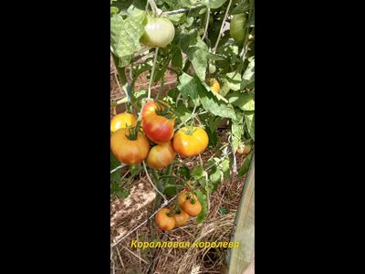 Томат Коралловая королева (Coral Queen)
