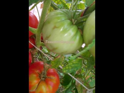 Томат Мегамутт (Megamutt , США)