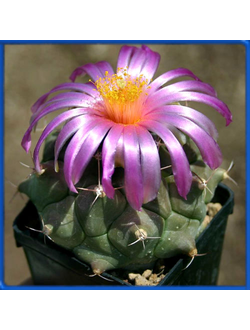 Thelocactus buekii PP 586 (VVZ 050)