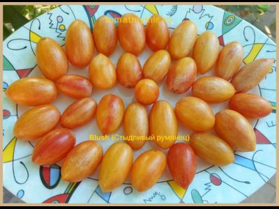 Томат Блаш (Blush,  Румянец, США)