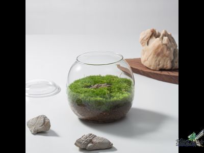 Чаша Пузырь Biolark  THREE (120мм х 105мм)