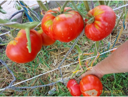 Томат Mega Marv (Мега Марв), США