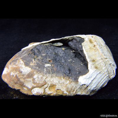 Керченит, барит на псиломелане, в полости ракушки. 86*57*43мм.