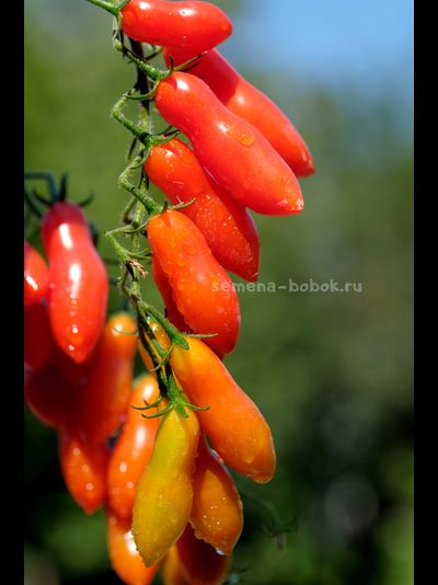 Томат Dulcita long (Сладкий Длинный), 5 шт