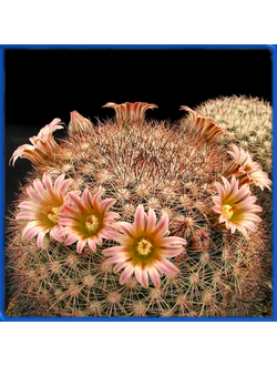 Mammillaria pachycylindrica Rog 83a