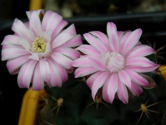 Gymnocalycium damsii ssp.evae v.boosii STO 1711 - 5 семян