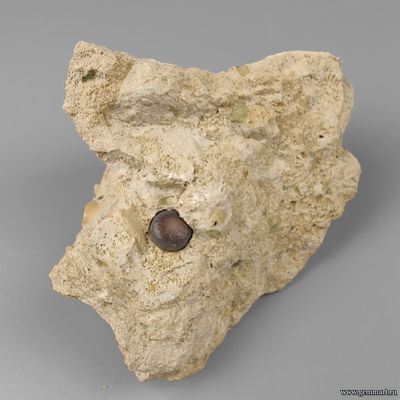 Зуб костной рыбы Pycnodus sp., на породе и кальцит. Россия. 87*78*50мм