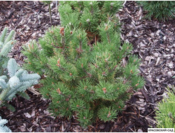 Сосна горная Петерле - Peterle