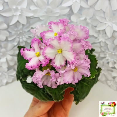 Nik-Обыкновенная Богиня (Н. Булко) 2023 г.