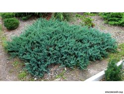 Можжевельник горизонтальный Блю Чип - Blue Chip
