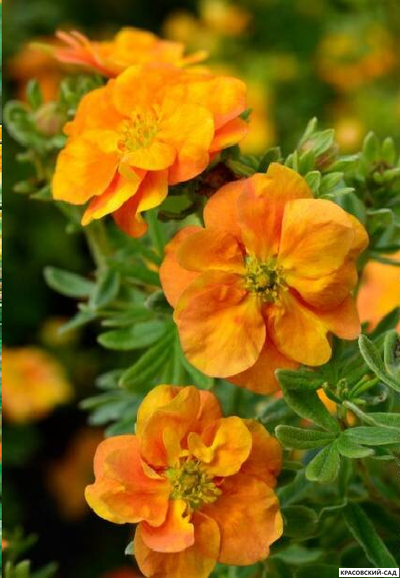 Лапчатка кустарниковая Оранж Стар Купить Саженцы в Москве