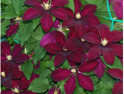 Клематис Niobe, C5