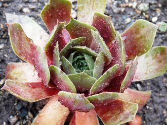 Sempervivum 'BLOOD OF WINTER' - розетка с корнями