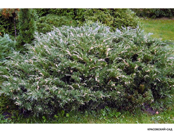 Можжевельник горизонтальный Андорра Варьегата - Andorra Variegata